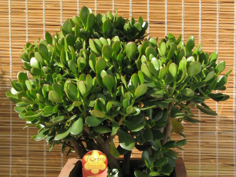 Krasula ili drvo žada