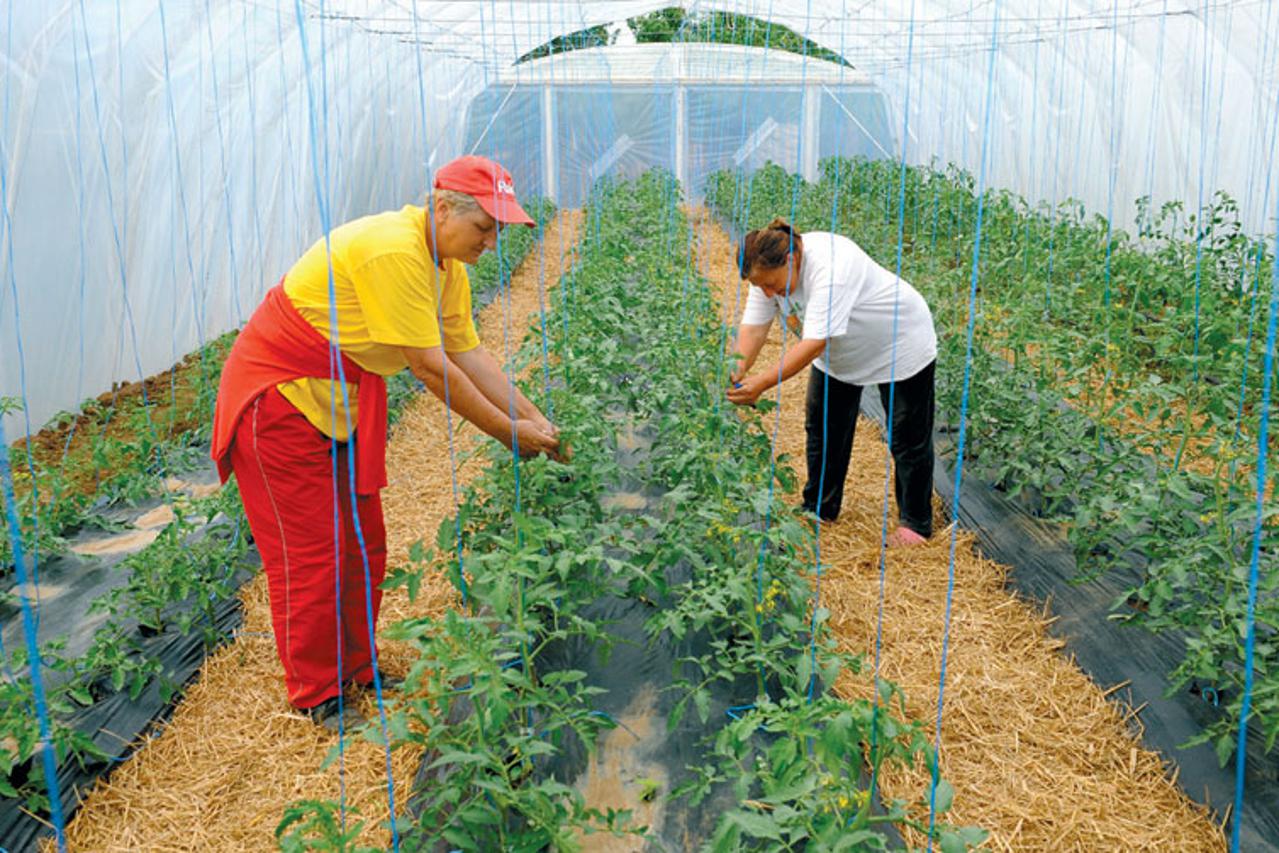 FARMA ORGANSKE HRANE U BARAJEVU BEOGRAD 1005 2013 FOTO Z.KNEZEVIC