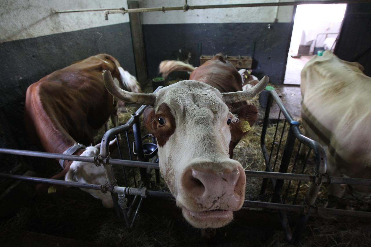 30.06.2015., Zabok -  OPG Petar Jadek, bavi se uzgojem konja hladnokrvnjaka i krava.  Photo: Boris Scitar/Vecernji list/PIXSELL