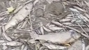 VIDEO Alarmantni prizori u BiH: Rijeka u potpunosti presušila, riba uginula VIDEO Alarmantni prizori u BiH: Rijeka u potpunosti presušila, riba uginula