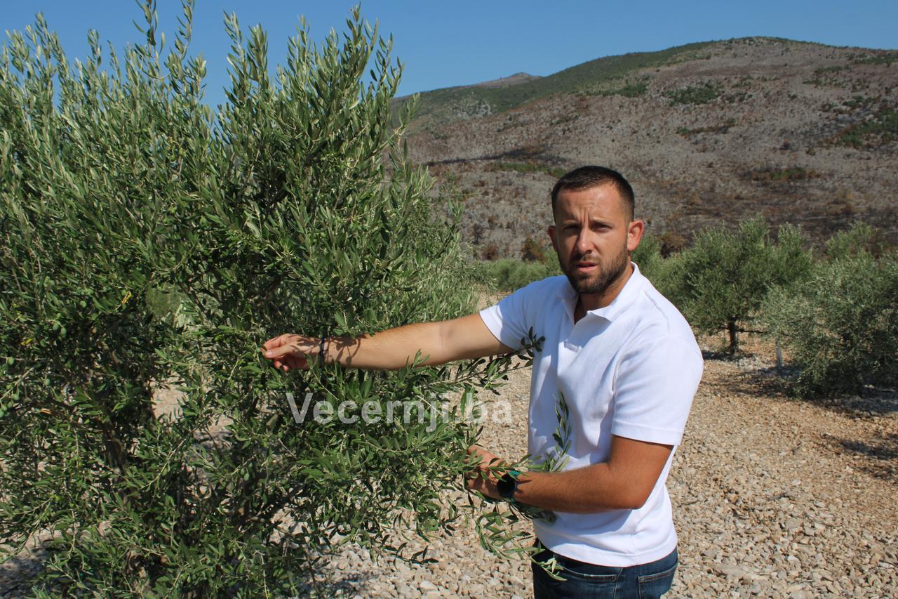 agroherc organic masline