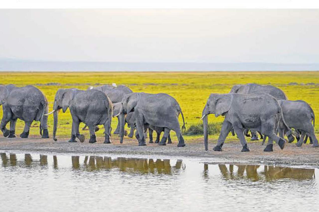 sloni u keniji