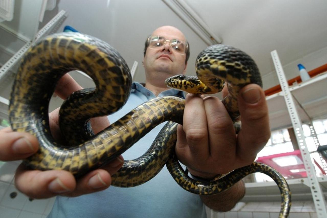 zmijaotrovnica1_nnn_bih_08092015