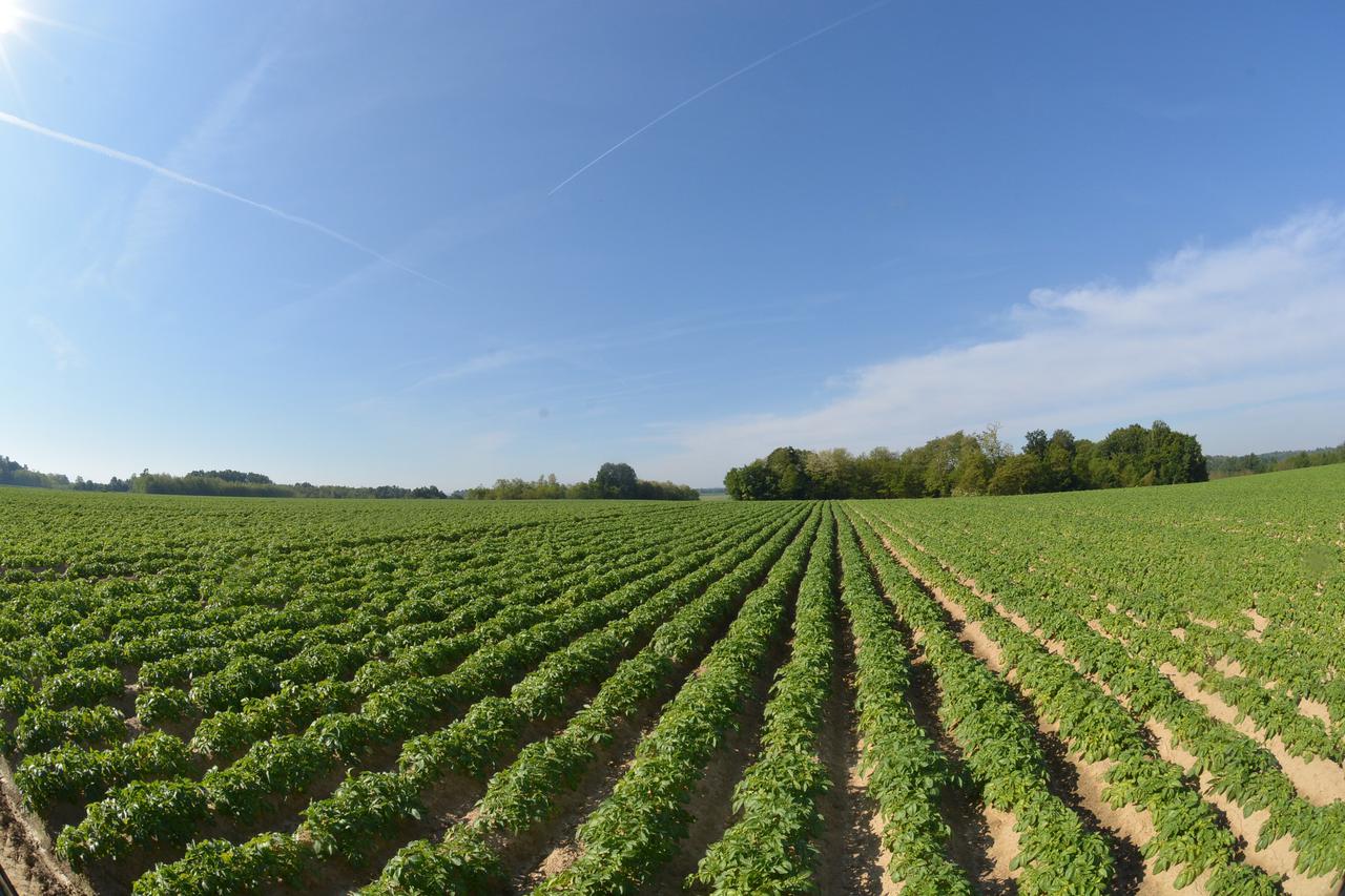 23.05.2016., Garesnica, Kaniska Iva - Na OPG-u Agro Puskaric iz Kaniske Ive, kao najvecem proizvodjacu krumpira na podrucju Bjelovarsko-bilogorske zupanije, na proizvodnim povrsinama od 300-ak hektara, krumpir je niknuo u gredicama i sjajno napreduje.  Ph