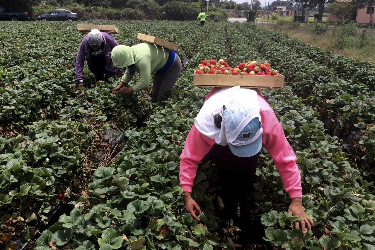 Agricultural workers harvest strawberries on rented land in Tababela, Ecuador February 28, 2016. REUTERS/Guillermo Granja