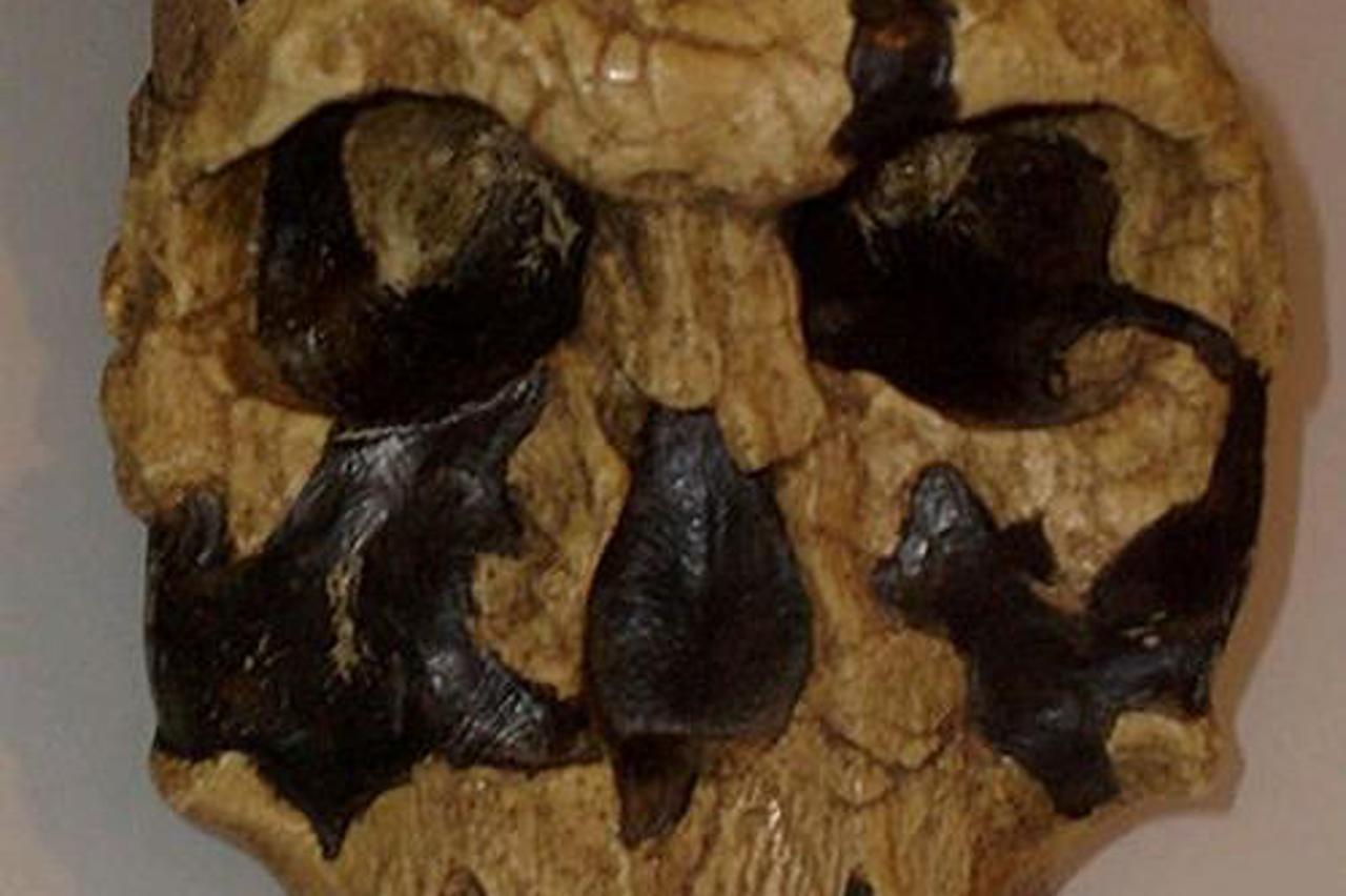 lubanja, Homo rudolfensis