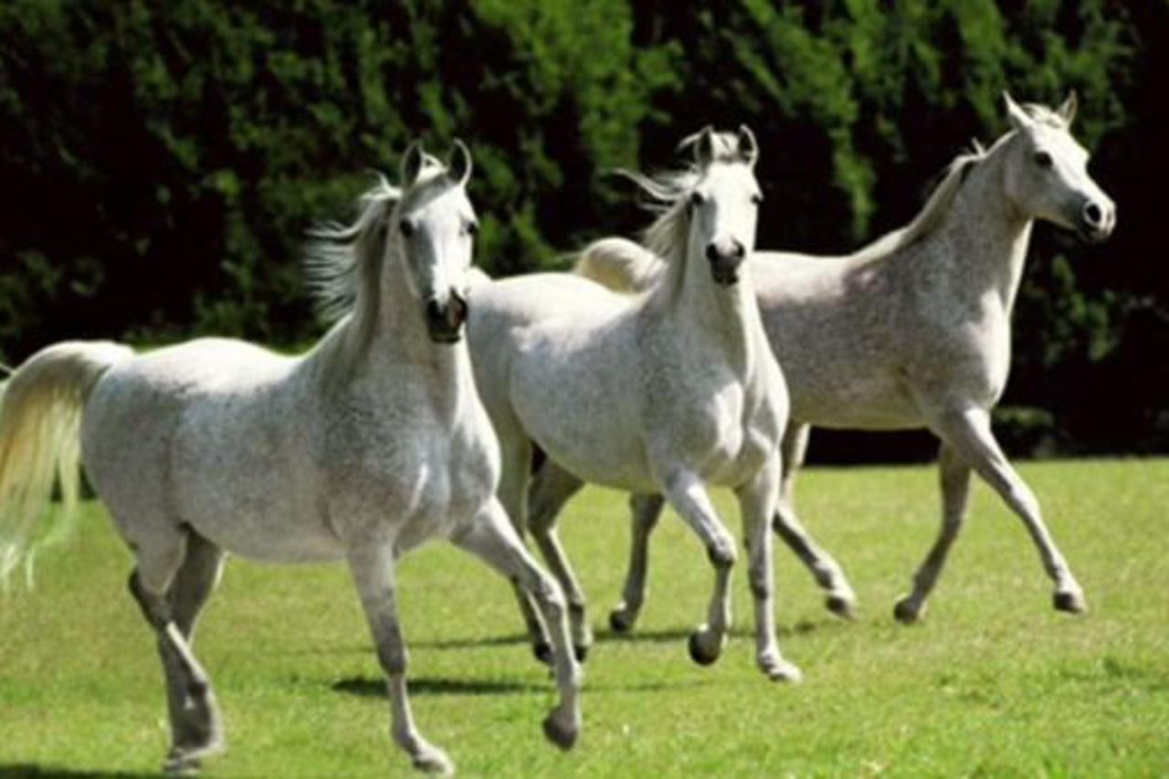 NESVAKIDAŠNJA SITUACIJA