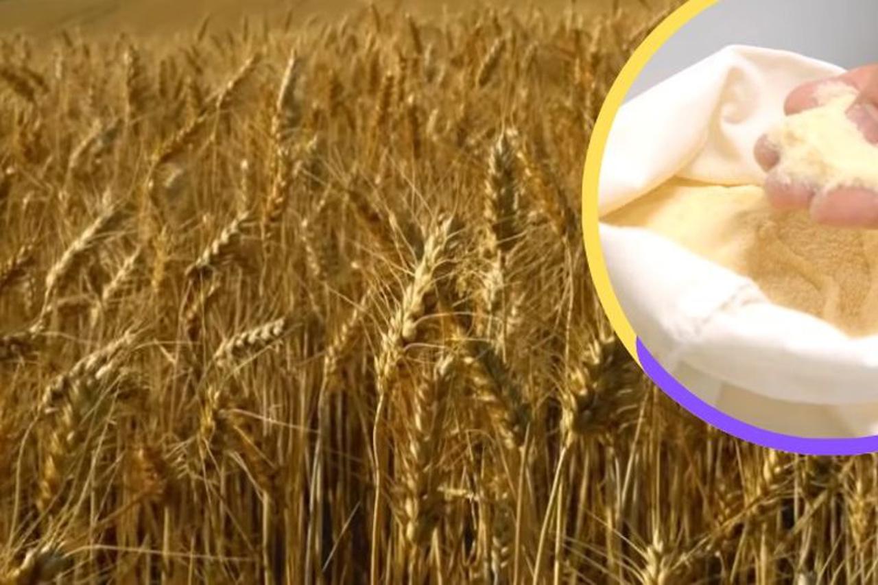 Durum pšenica