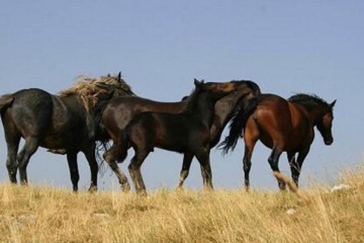 divlji konji