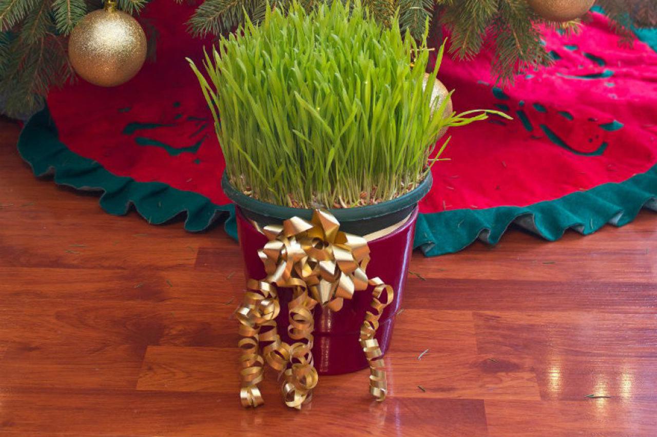 psenica