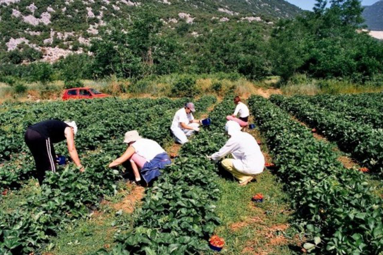 poljodsjelstvo