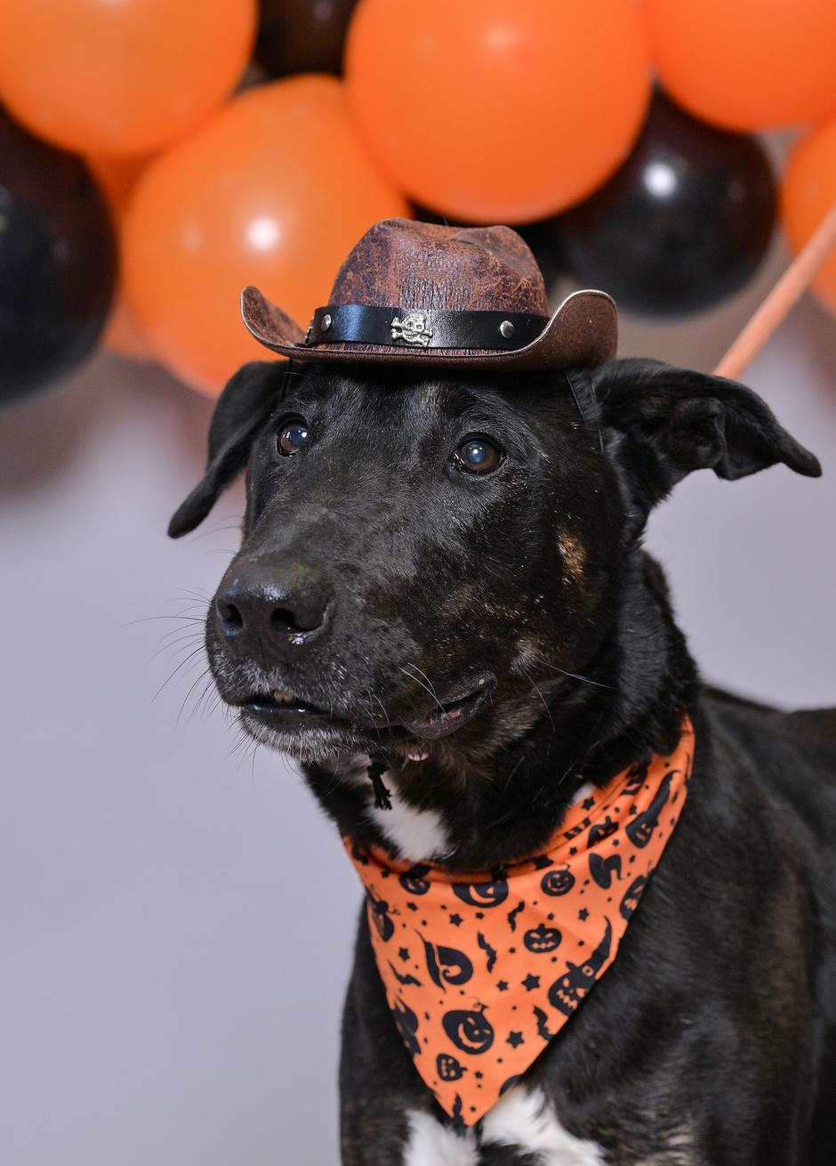 sklonište psi i mačke