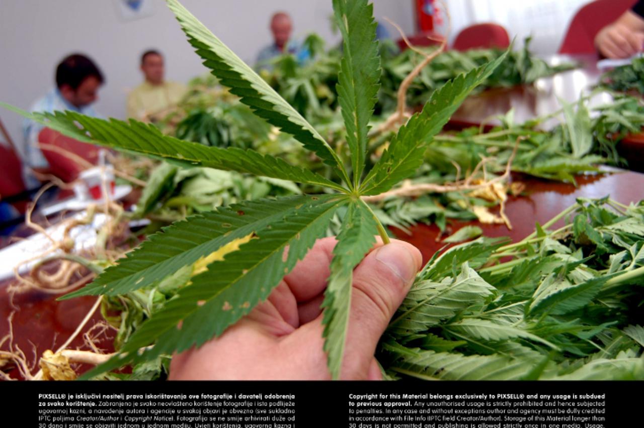 '26.06.2012, Slavonski Brod - Policija na podrucju opcine Slavonski Samac u BP zupaniji otkrila i zaplijenila veliki nasad indijske konoplje tipa kanabis-marihuana. Photo: Ivica Galovic/PIXSELL'