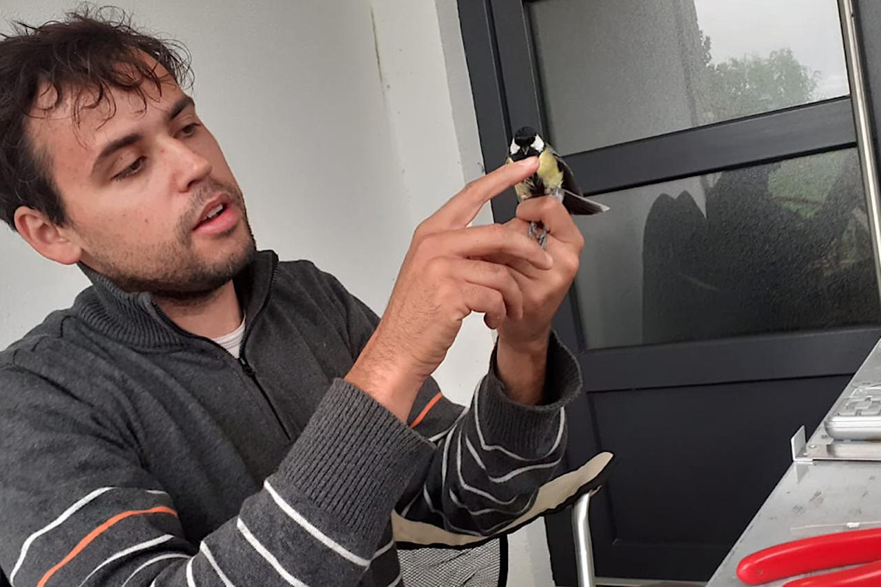 Kampanja prstenovanja ptica