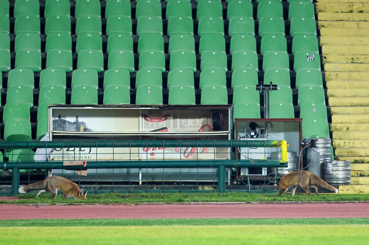 lisica na koševu