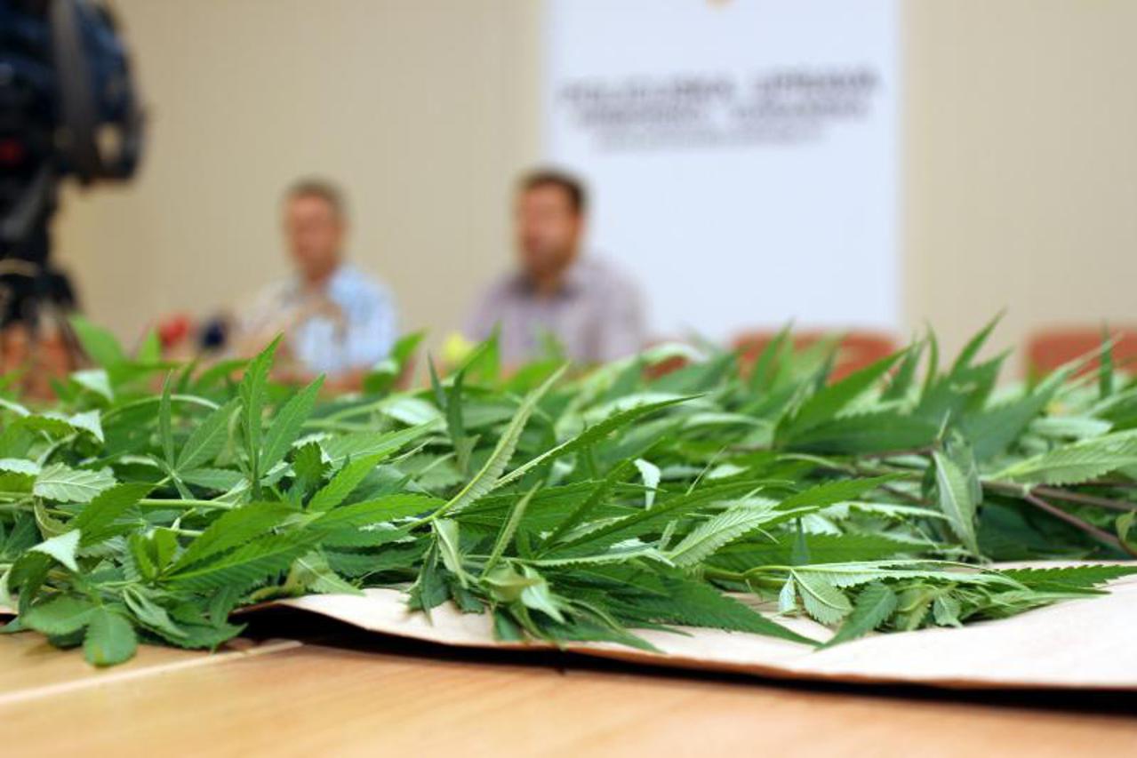trava,konoplja,marihuana (1)