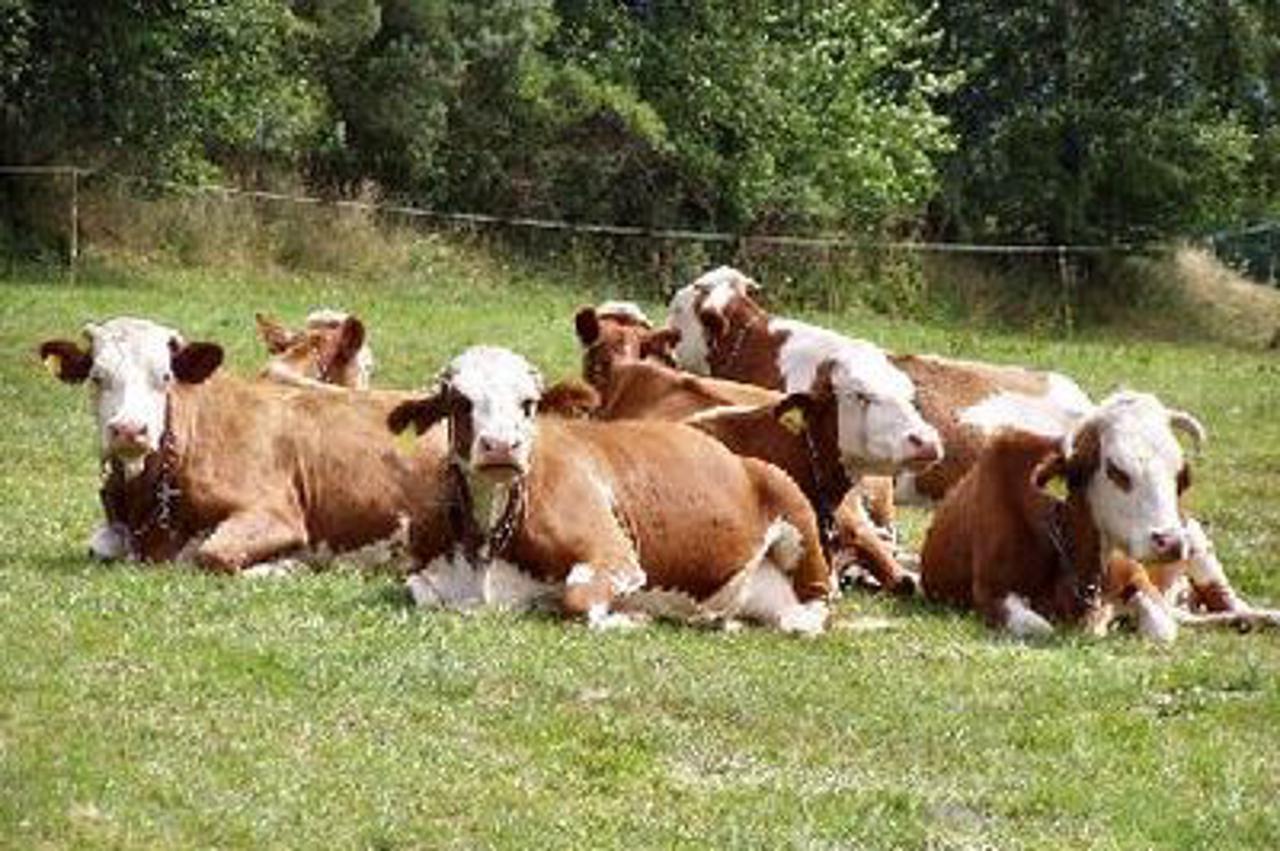 slovenske krave, njiva (1)