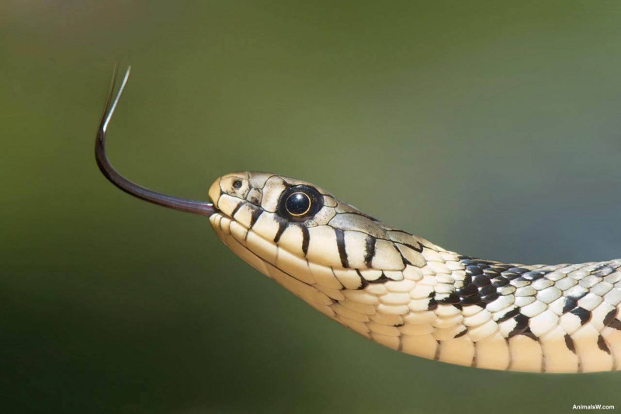 'European Grass Snake Closeup Fac'