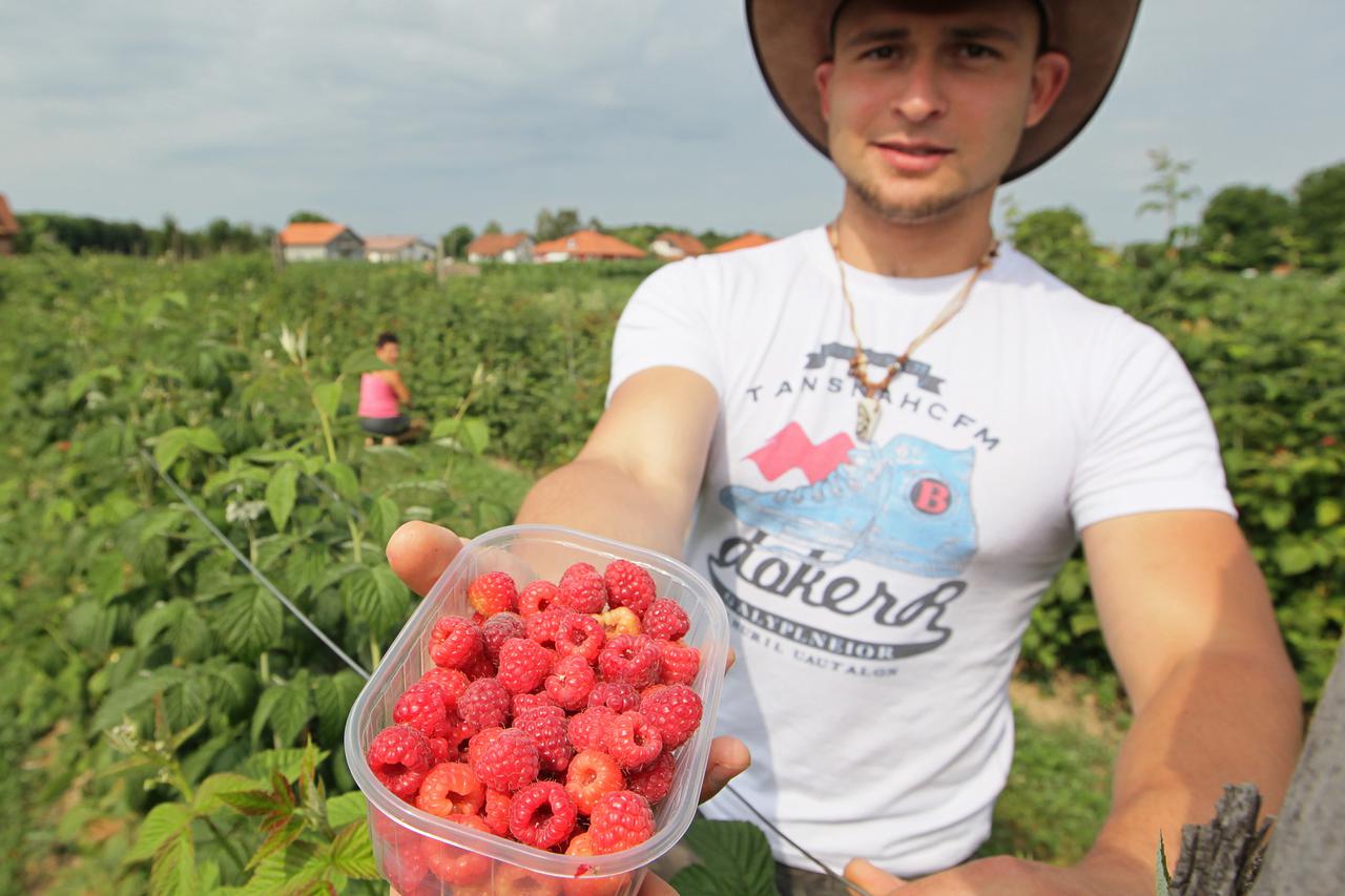 25.06.2012., Koprivnica - Berba malina, ilustracije.  Photo: Marijan Susenj/PIXSELL