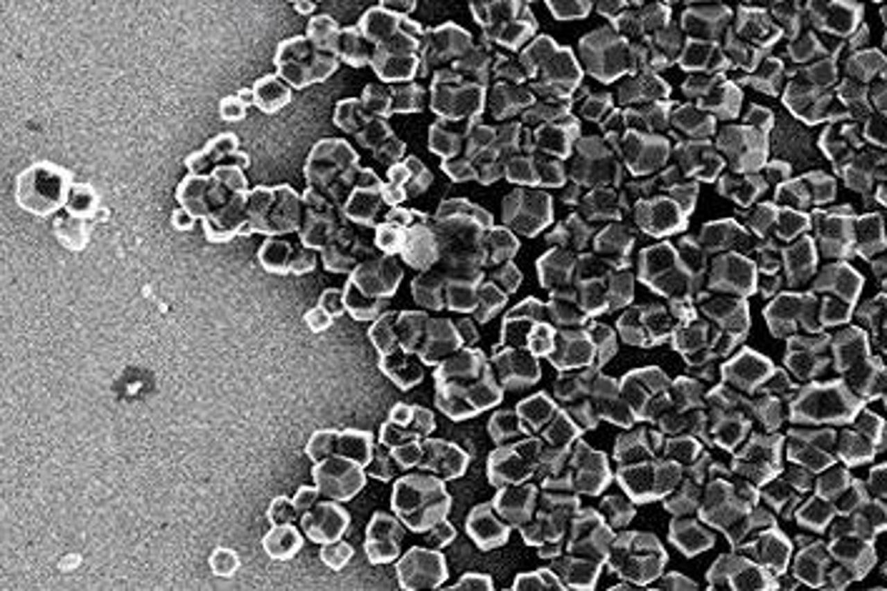 bakterije,Magnetospirilllum magneticum