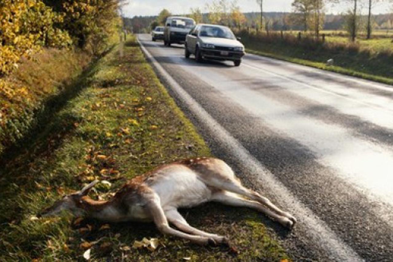 Evo zašto biste trebali pojesti životinje koje usmrtite automobilom