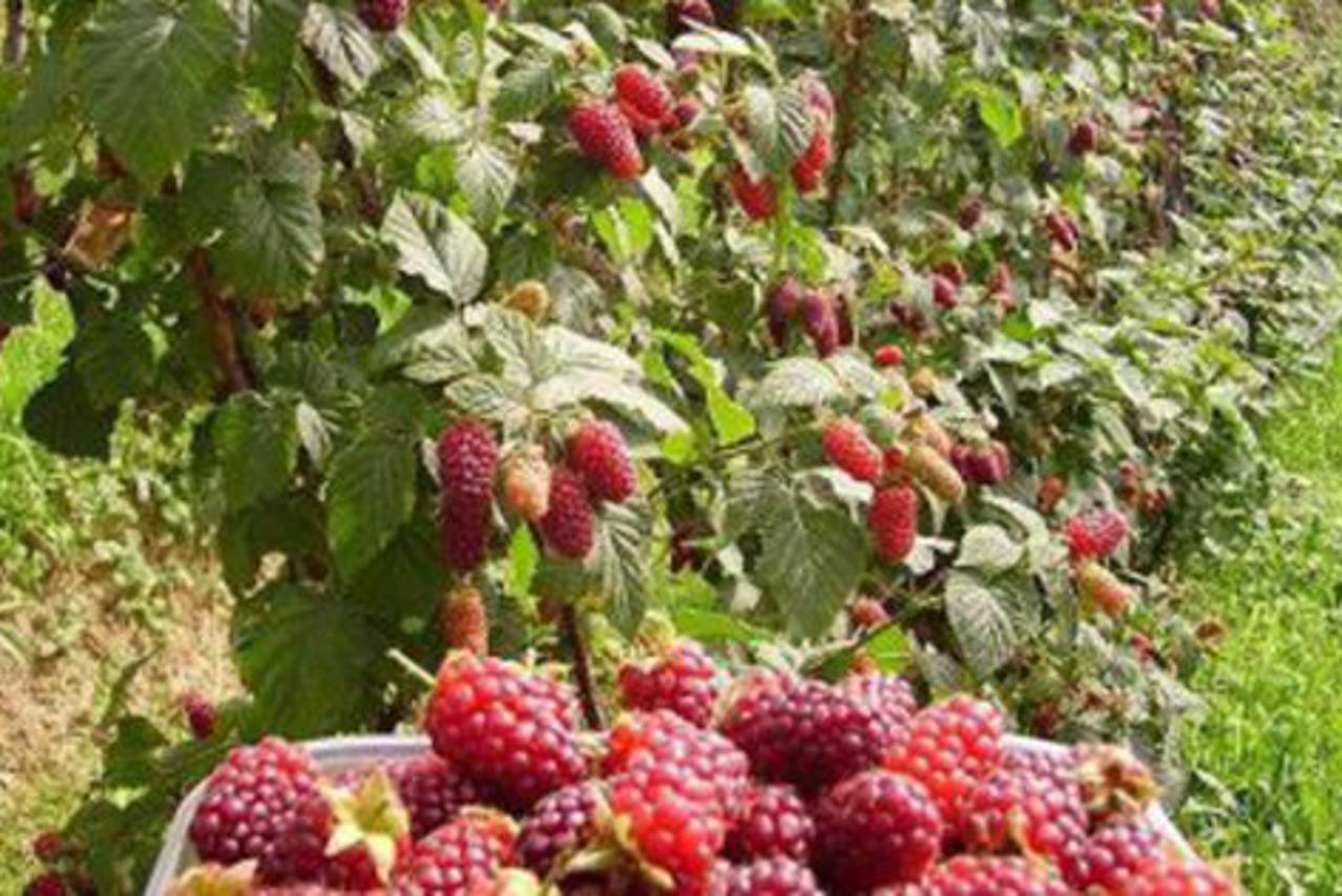 maline