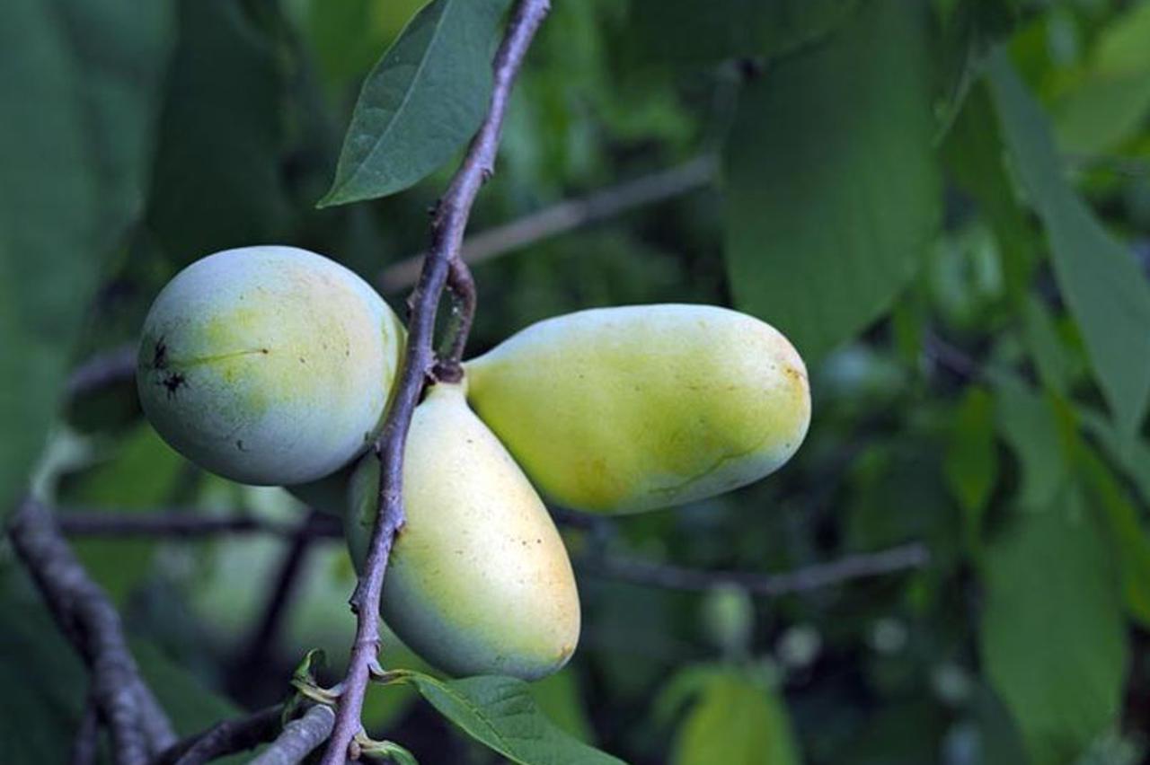 Indijanska banana u Donjoj Bistri na plantaži Ivana Šuloga