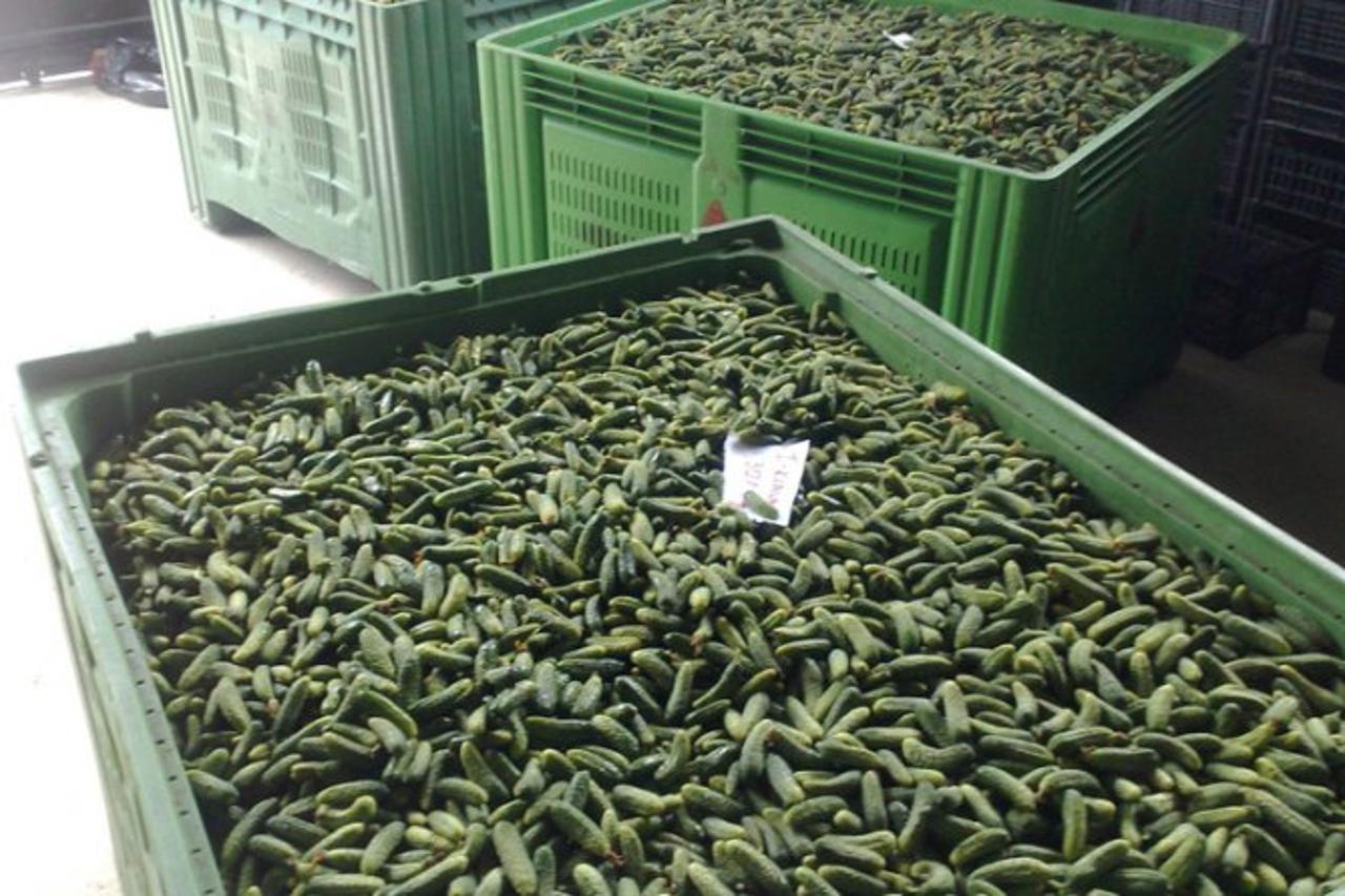 kornisoni01_nnn_bih_26112015