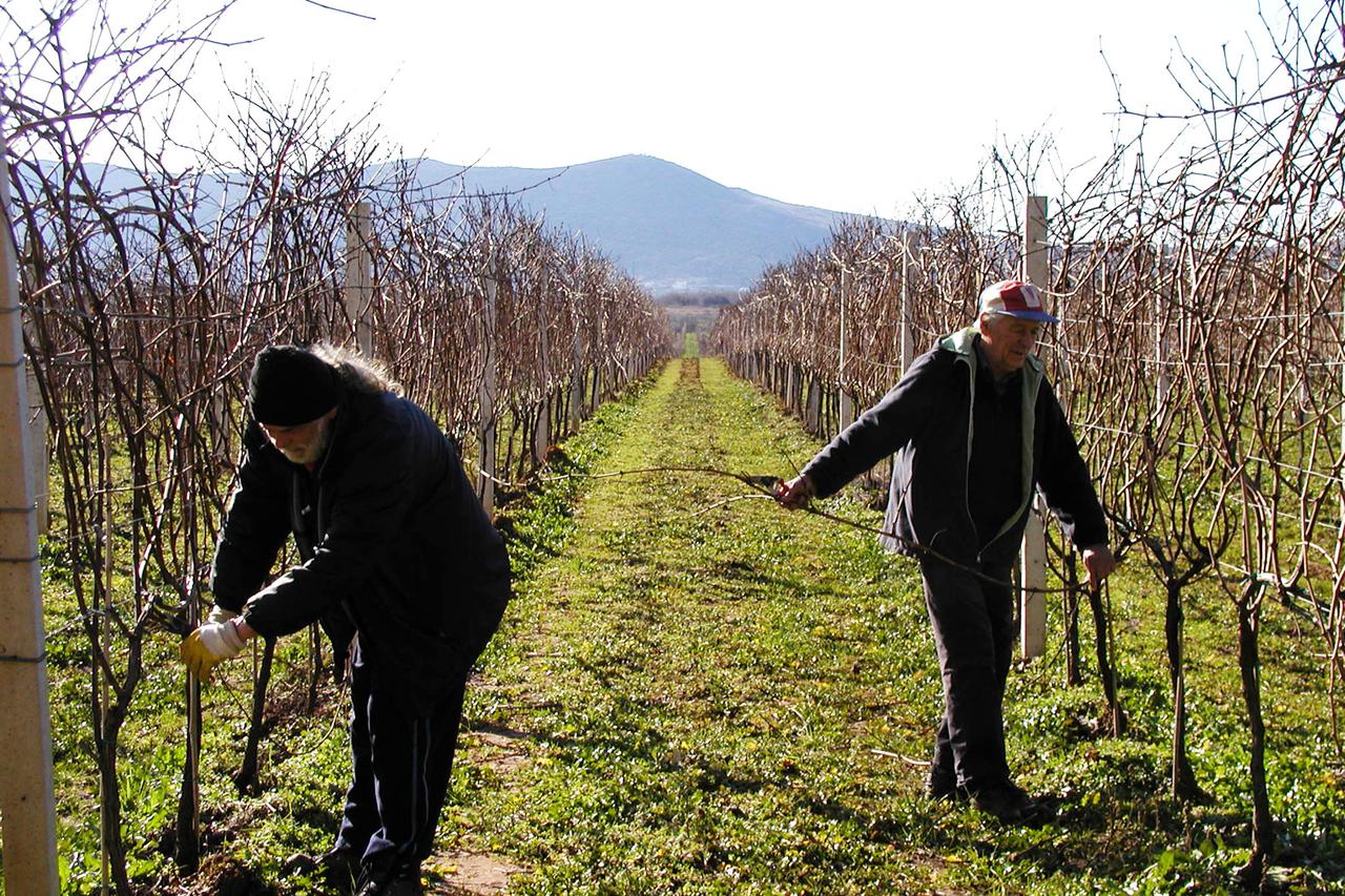 bih - 19. 01. 2010. - CITLUK, BiH  Rezidba vinograda   Vinko Prusina (desno) i Ivan Bradvica obavljaju rezidbu vinove loze na Vinarijinoj plantazi Dubrava (Citluk)   Photo: Mile Pavlovic/Vecernji list    