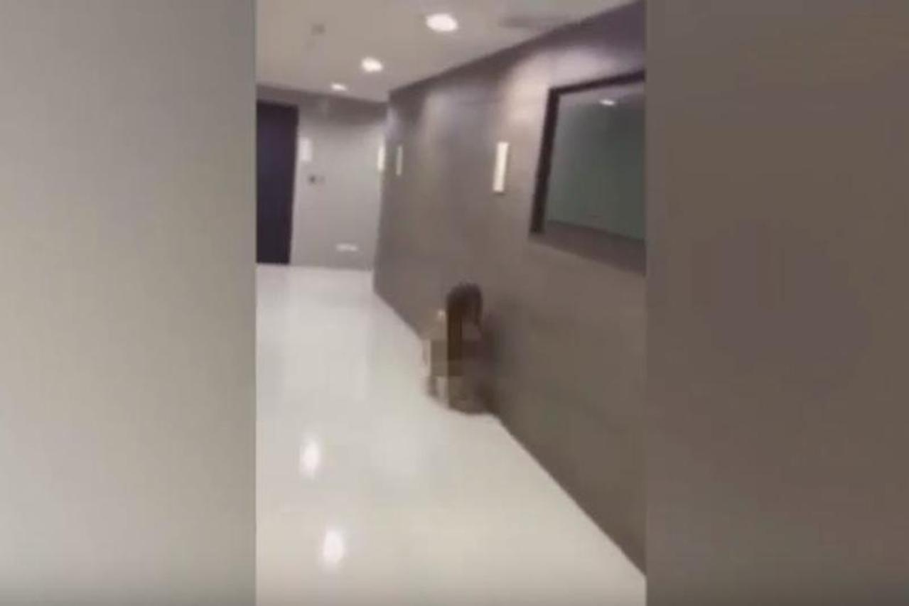 klinč