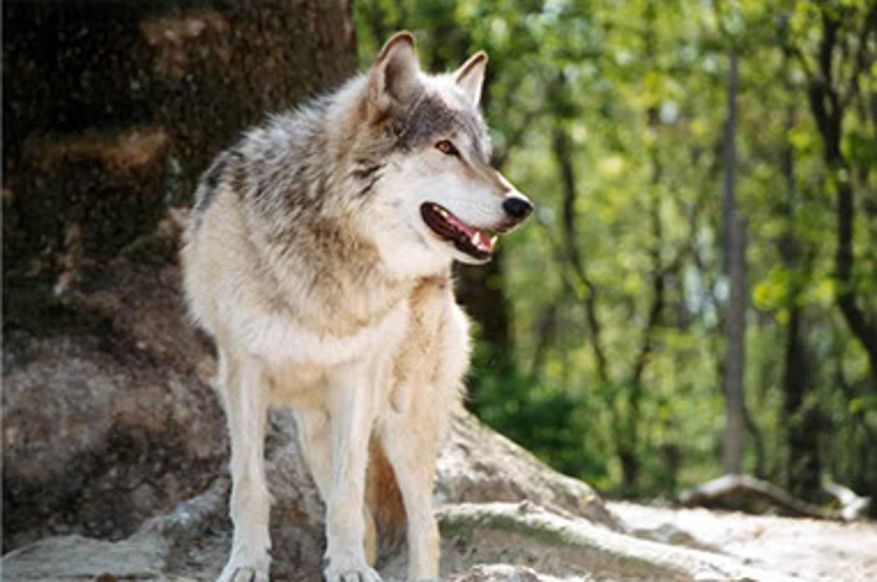 Čagalj