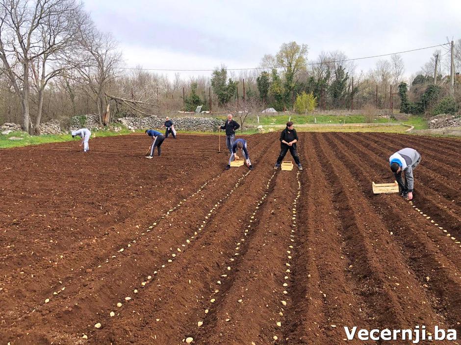 sadnja krumpira dompes