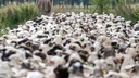 ŠTO DONOSI novi program poticaja za veterinarstvo: 3,5 mil. KM za zaštitu zdravlja životinja