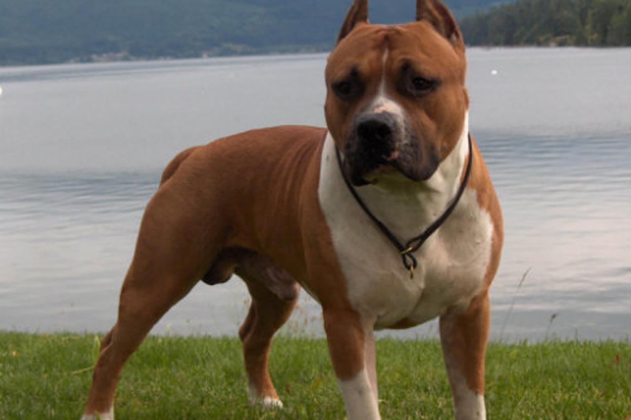 Američki stafordski terijer 