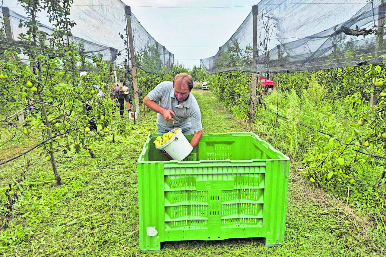 voćnjaci Pejići u Posavini