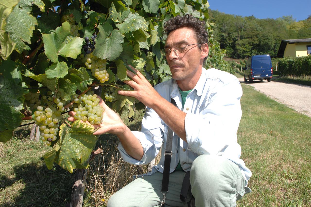 Vinogradi