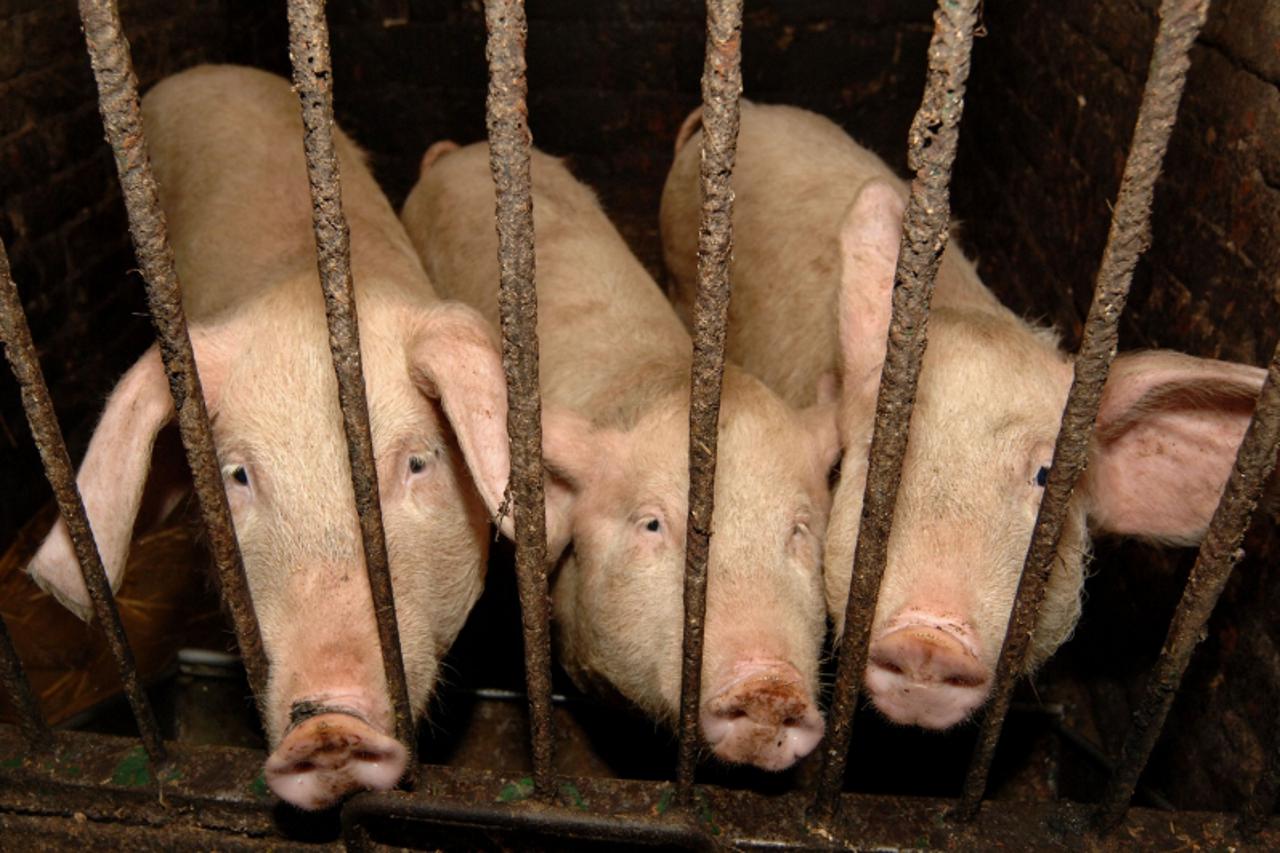 'plus.........29.11.2006. bistrica - lojzova hiza, svinje foto: marko lukunic'