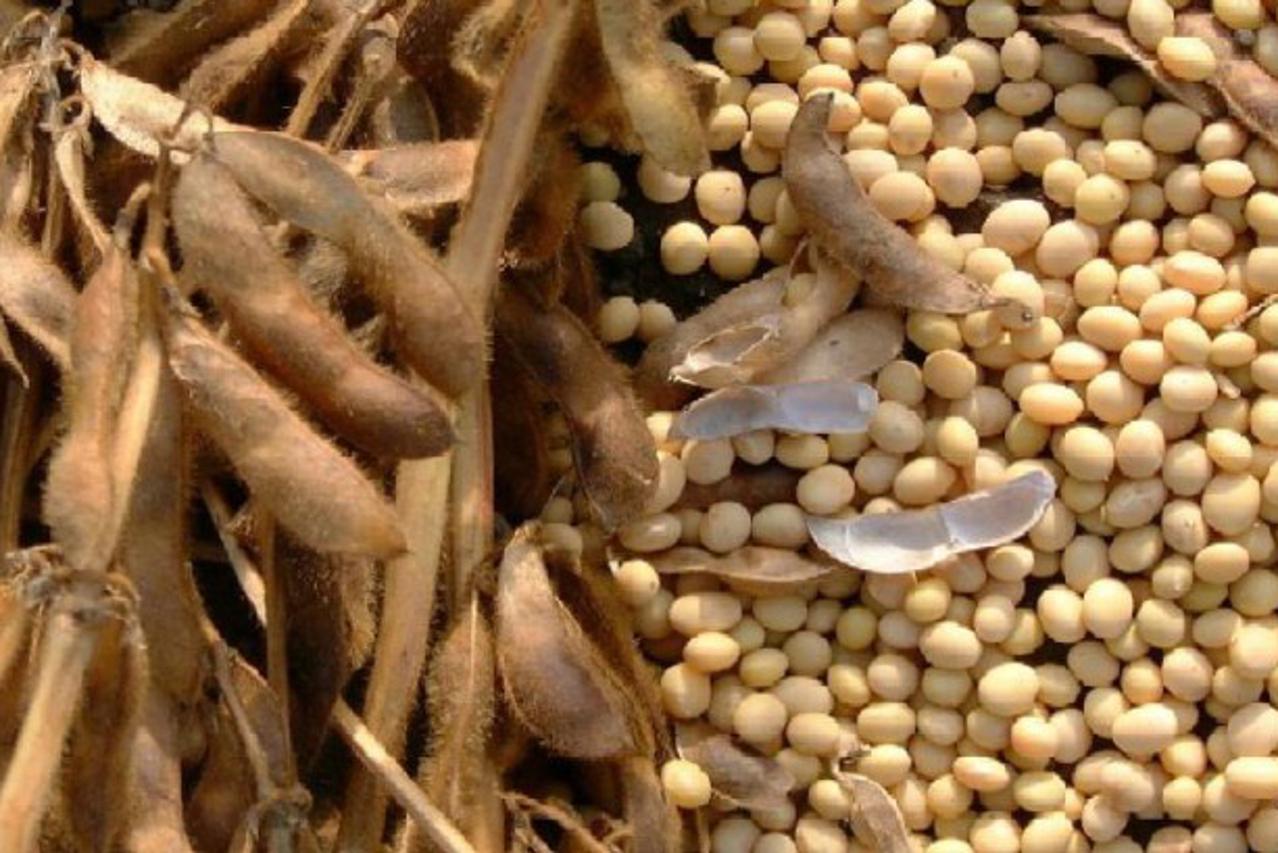 gmo soja