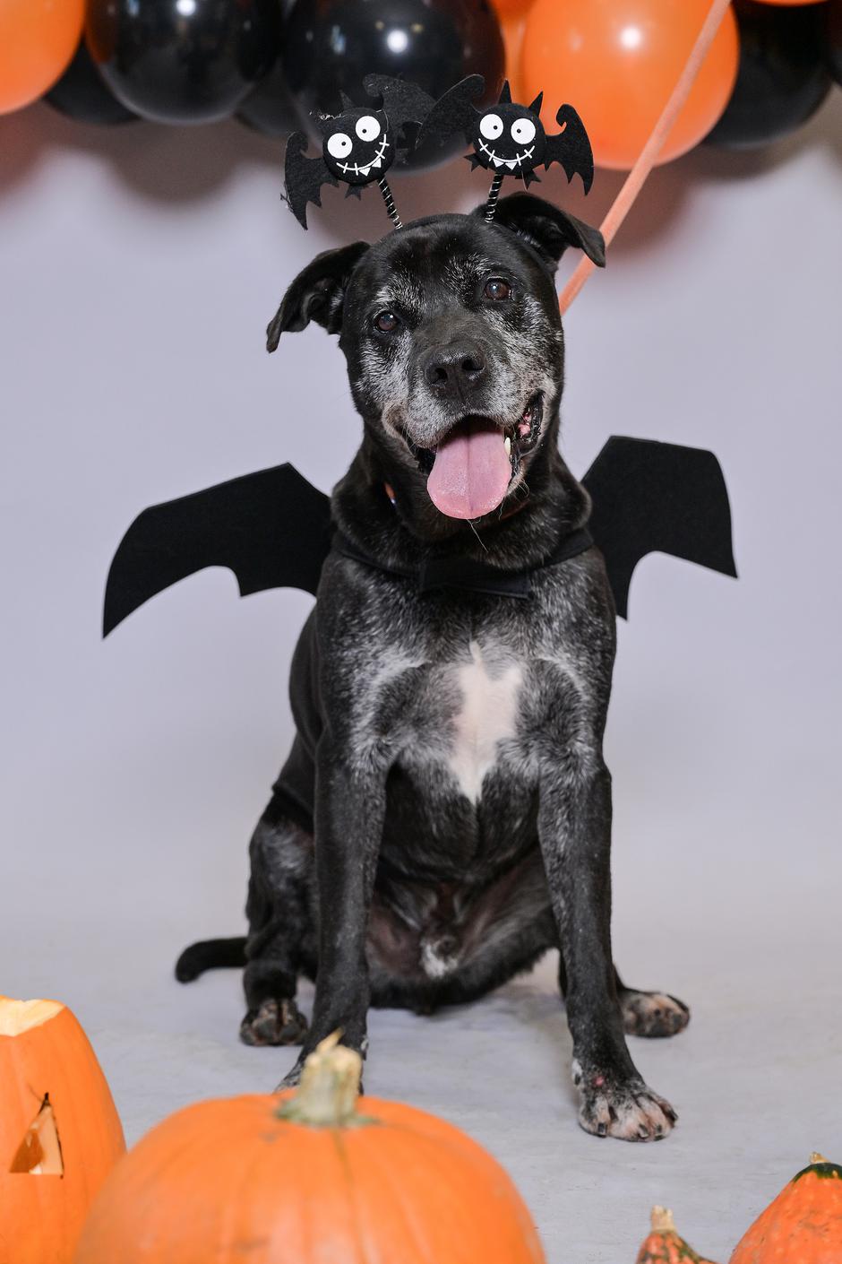 sklonište psi i mačke