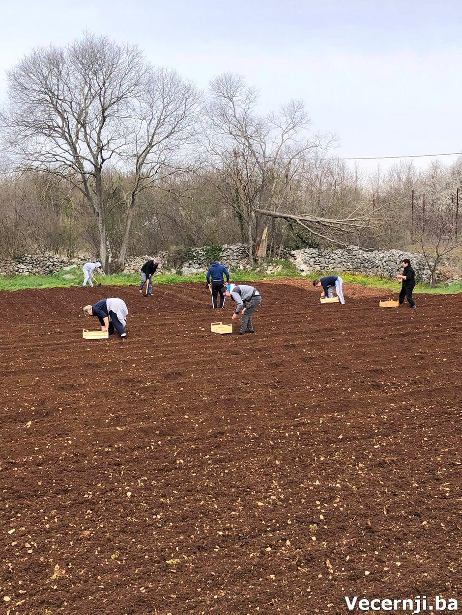 sadnja krumpira dompes