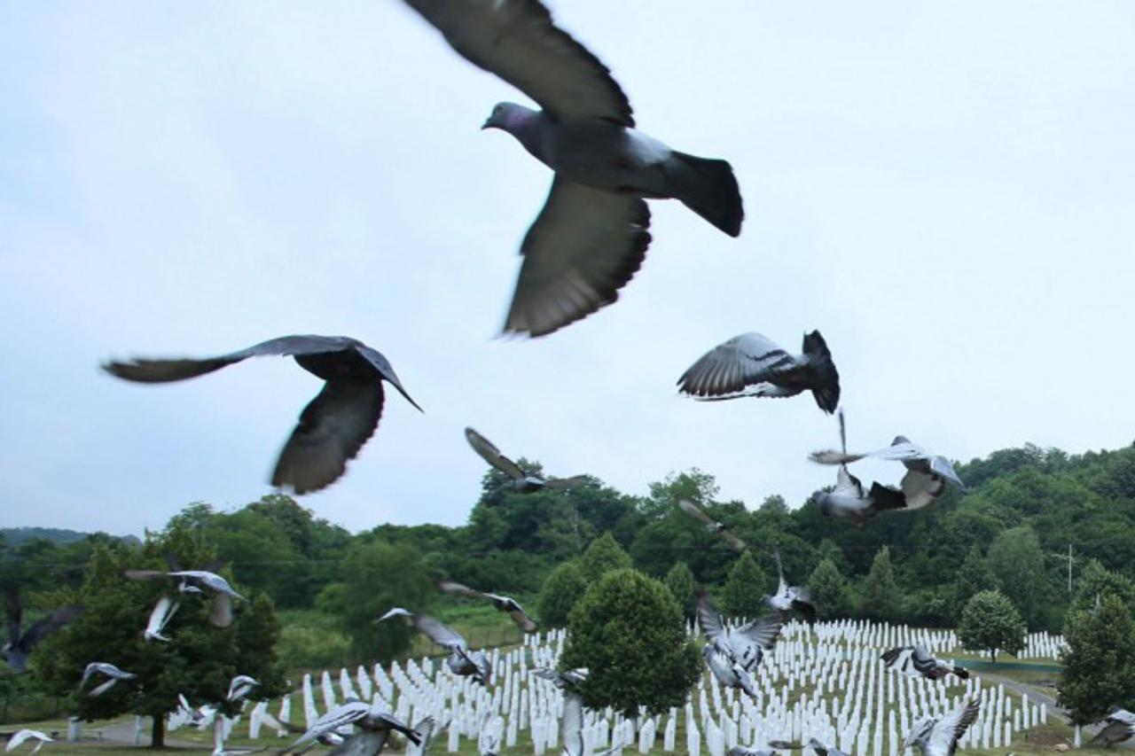 golub srebrenica