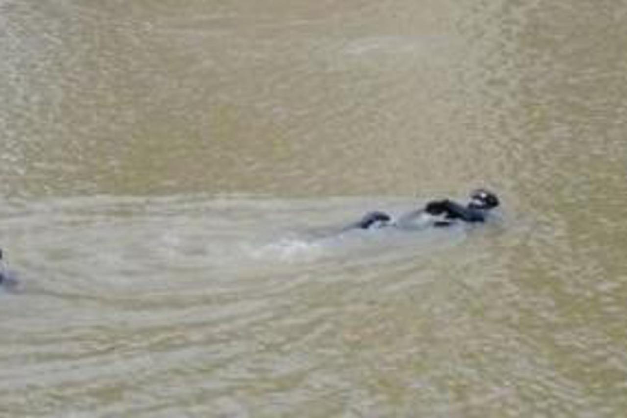 ​Uznemirujući video