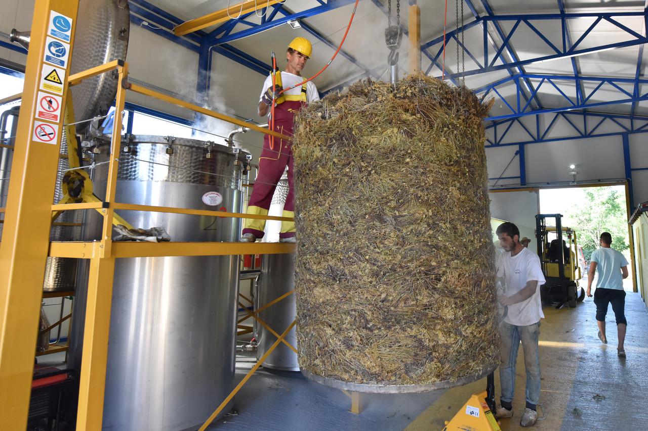 07.07.2016., Macure - Pogoni za preradu smilja imaju pune ruke posla te svakodnevno preradjuju velike kolicine smilja. U Macurama kod Kistanja nalazi se pogon za preradu smilja i jedan od najvecih otkupljivaca smilja u Hrvatskoj. Tvornica za destiliranje 