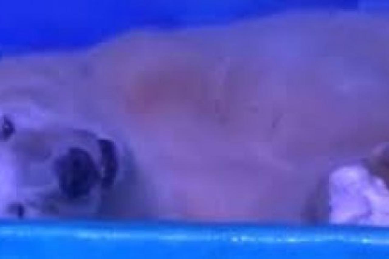 Polarni medvjed rastužio svijet