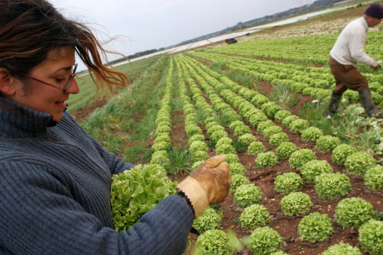 \'Farm workers harvest lettuces in a semi biologic farm field in Apulian town of Galatina, south of Lecce in the heel of the Italian boot. AFP PHOTO / MARIO LAPORTA\'