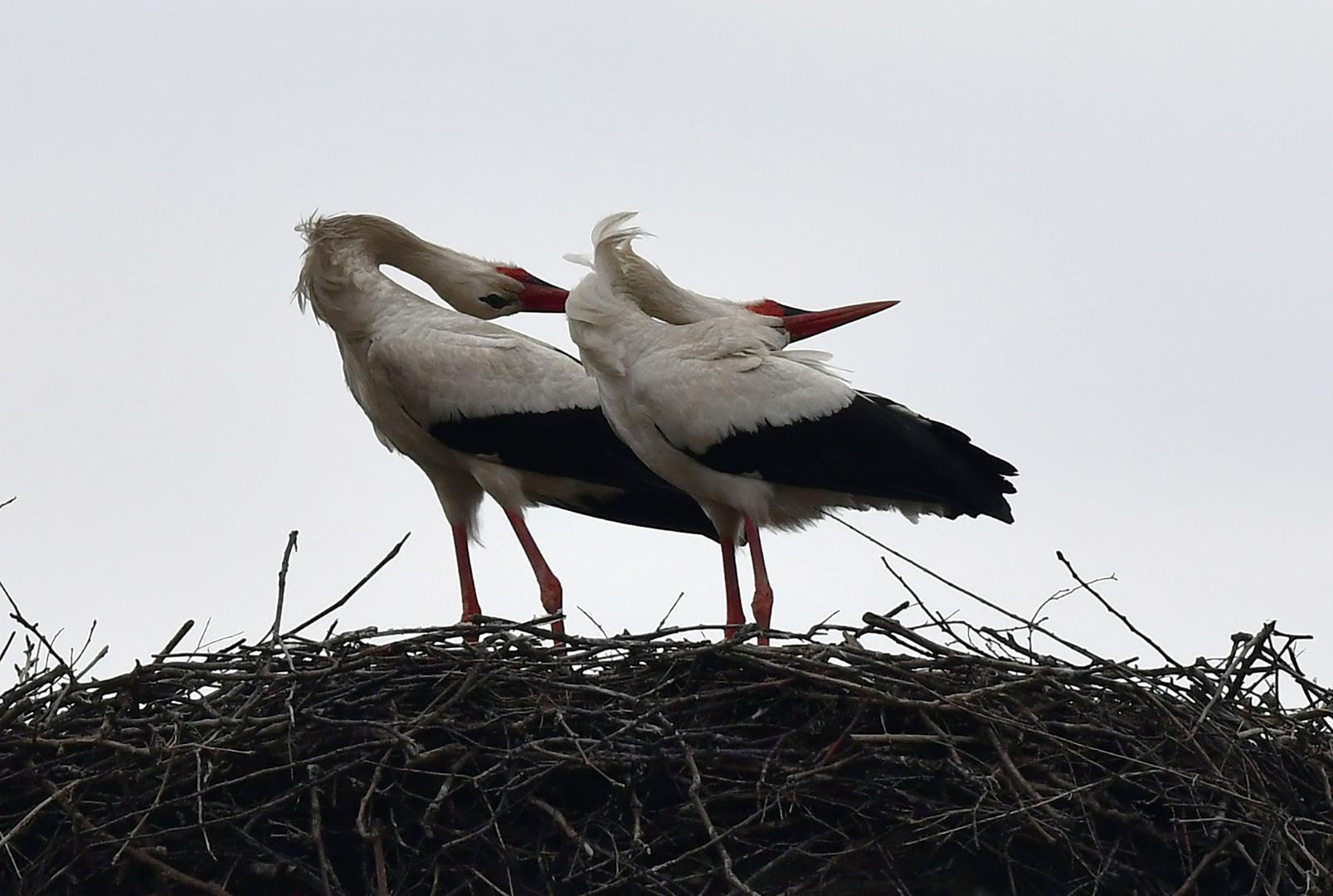 "Dok sam ja još bio malen, znao sam čim dođu rode, ići ću i ja bos. Neću više opanke nositi. A sada tražim čizme, jer zima je i hladno je", priča Vokić, ističući kako se priroda drži svojih stoljetnih pravila, unatoč svemu.