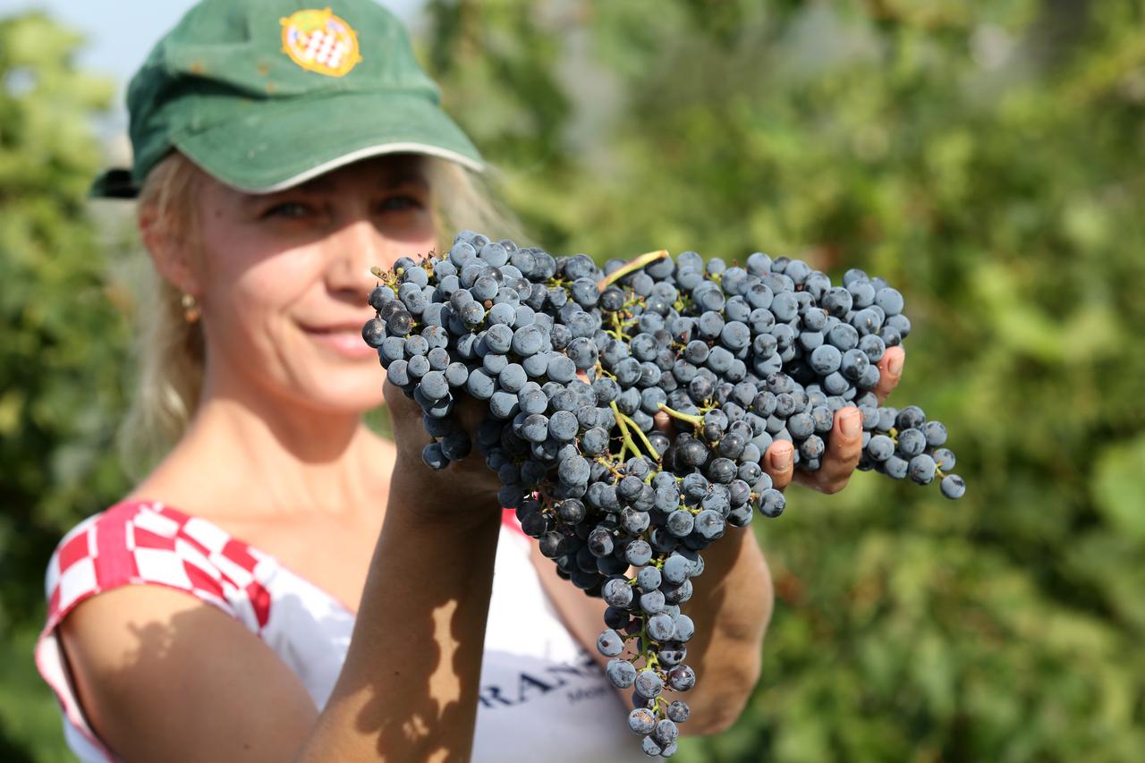 18.09.2015., Drnis - Vise od mjesec dana trebati ce beracima u vinogradima Dalmacijavina u Drnisu, predio Cecele u Petrovom polju da poberu grozdje sa vise od milijun cokota vinove loze. Radi se o jednom od najvecih vinograda u Hrvatskoj.  Photo: Dusko Ja