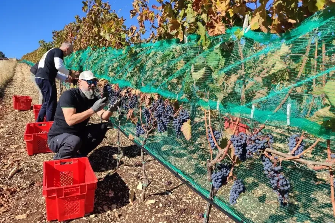 vinarija knebu
