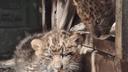 U zagrebačkom Zoološkom vrtu okotila se dva mladunca kineskog leoparda U zagrebačkom Zoološkom vrtu okotila se dva mladunca kineskog leoparda