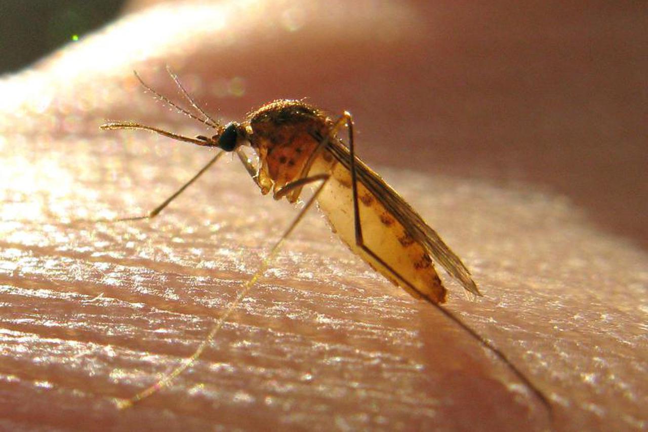 komarci,komarac